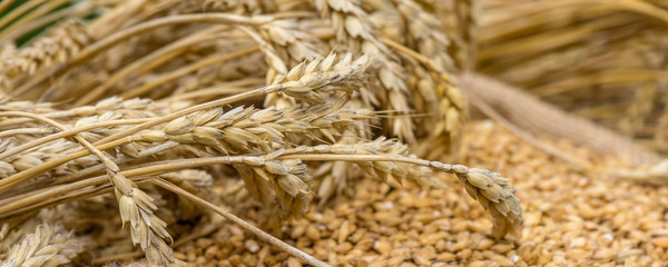 Banner Close-up of light beer malt with ears of wheat. Brewing.