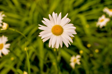 Field of camomiles at sunny day at nature. Camomile daisy flowers, field flowers, chamomile flowers, spring day