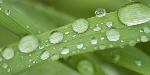 few drops of dew after the rain on the striped leaves of the grass, close-up