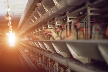 Chicken farm for breeding and raising chickens. Workshop of the poultry farm on the background of sunset, copy space for text © HENADZY