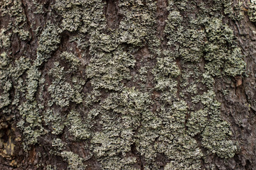 Lichen on the bark of a tree. Tree bark texture for background.