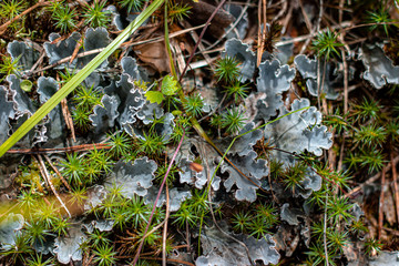 natural gray moss in summer forest