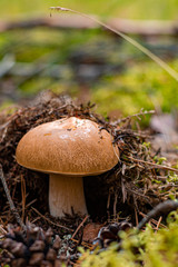 beautiful brown edible mushroom under dry leaves in summer forest