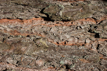 Tree bark texture background. Harsh and rough texture of brown color. Old tree.