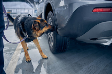 Drug detection dog sniffing car at airport - Powered by Adobe