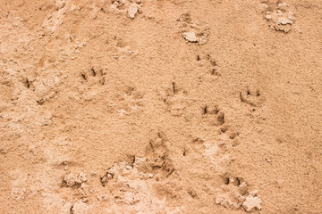 Animal footprints in the sand. Sand texture background.