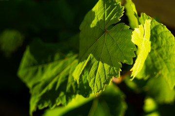 wine leaves