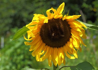 Sunflower.