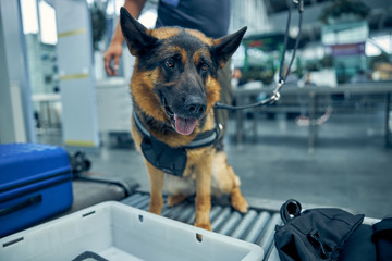 German Shepherd dog inspecting luggage in airport
