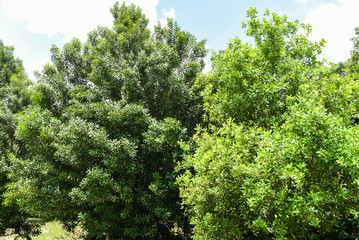 Macadamia nut tree in the summer - macadamia farm on countryside agriculture