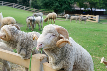 Merino sheep in the farm