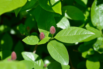 Carolina allspice