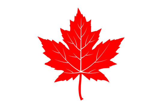 maple leaf. vector icon on white