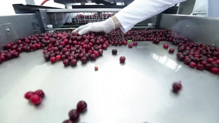 Cherry Factory. Close up, packing, choosing, washing cherries