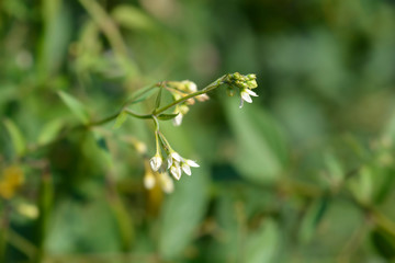 White swallow-wort