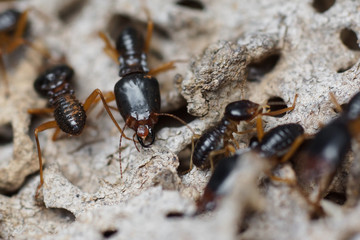Termites destroying wood from the ground / Termite problem in house concept