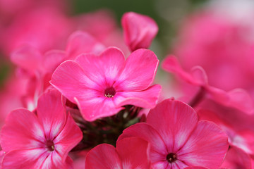 red flowers of phlox in a garden