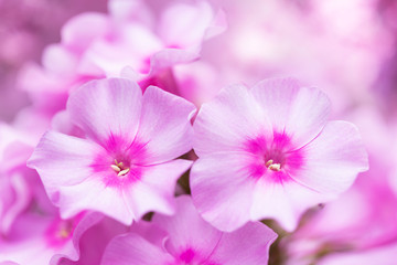 Blooming pink flowers of phlox
