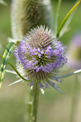 Wild teasel
