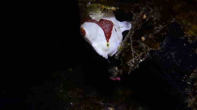 Warty frogfish (Clown frogfish) - Antennarius maculatus hunting. Macro underwater video. Diving in Tulamben, Bali, Indonesia.
