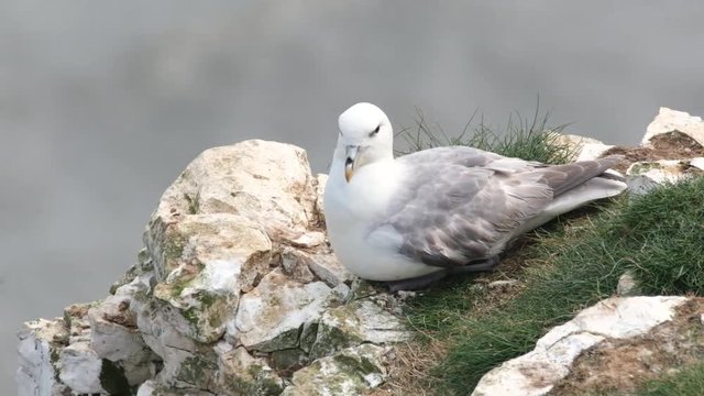 The kittiwakes are two closely related seabird species in the gull family Laridae, the black-legged kittiwake and the red-legged kittiwake.