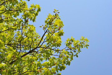 Common horse chestnut