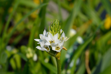 African wonder flower