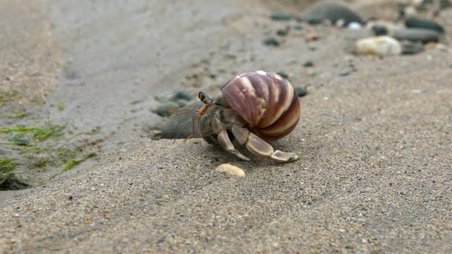 Slowmotion of cute hermit crab carry beautiful shell crawling on sand beach of Taiwan tropical island. A land Coenobita Perlatus use empty shell as its mobile safety home. Summer holiday concept-Dan