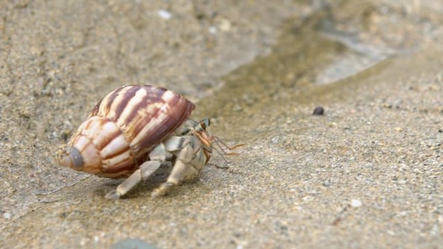 Slowmotion of cute hermit crab carry beautiful shell crawling on sand beach of Taiwan tropical island. A land Coenobita Perlatus use empty shell as its mobile safety home. Summer holiday concept-Dan