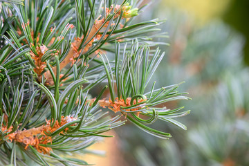 Naklejka na ściany i meble Close Up Of A Pinus Parviflora At Amsterdam The Netherlands 16-8-2020