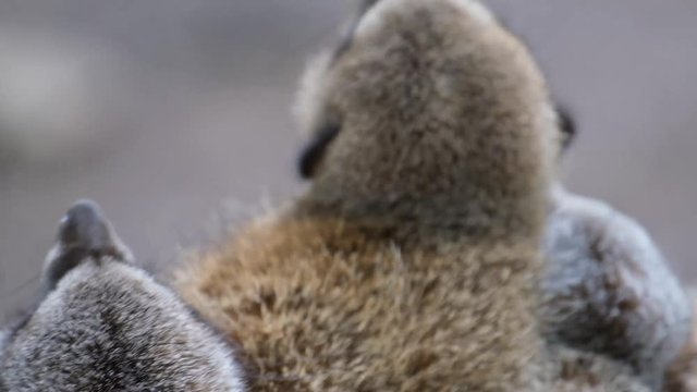 The meerkat or suricate is a small mongoose found in southern Africa. It is characterised by a broad head, large eyes, a pointed snout, long legs, a thin tapering tail and a brindled coat pattern.