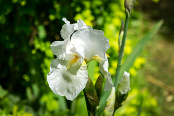 White Iris germanica or Bearded Iris on the background of bright green landscaped garden. Beautiful white very large head of iris. Selective focus