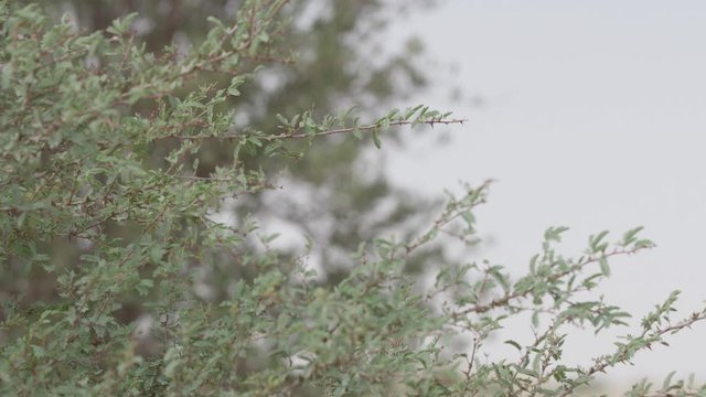 Rack focus shot of a bunch of Shrubs out in the desert, 8k.