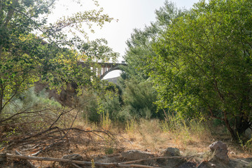Fototapeta premium place with abundant vegetation and trees