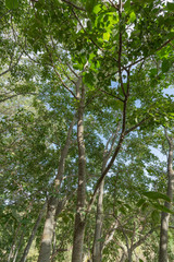 treetop in poplar forest