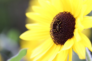 太陽の光を浴びる黄色が鮮やかなひまわり
Beautiful bright yellow sunflower flowers.
