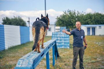 Male officer training police detection dog outdoors