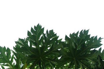 Tropical Papaya tree with leaves branches on white isolated background for green foliage backdrop