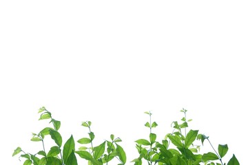 Tropical tree leaves with branches on white isolated background for green foliage backdrop and copy space 