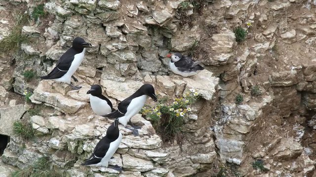 Puffins are any of three species of small alcids in the bird genus Fratercula with a brightly colored beak during the breeding season.
