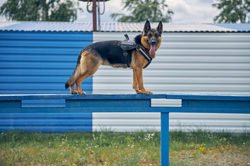 Security police dog standing on bench outdoors