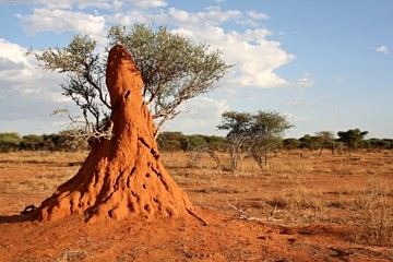 Termite mound. Giant termites. Near Epupa village. Namibia. Africa.