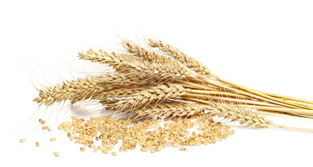 Ripe wheat ears with kernels, grains isolated on white background