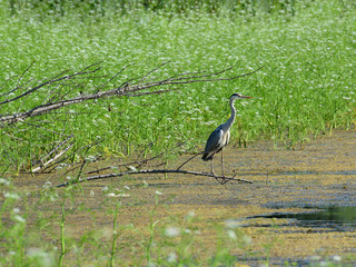 Grey Heron (Ardea cinerea) standing on the branch near the pond