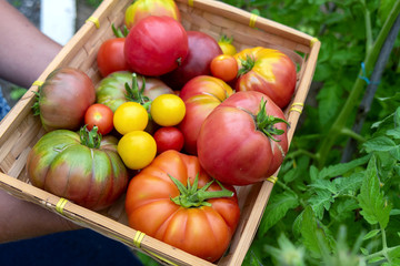 Colorful tomatoes of different sizes and kinds in the garden