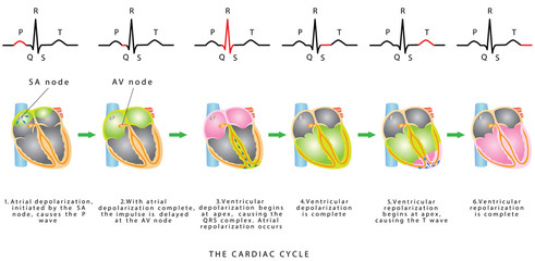 The Cardiac Cycle. The sequence of heart excitation is associated with the deviation of ECG waves by tracing. Diagram of the phases of cardiac cycle. 