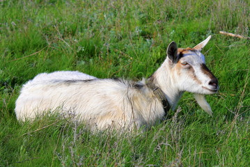 Fototapeta premium A beautiful white goat lies on green grass in a pasture. Healthy goat milk in spring, summer