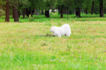 Samoyed white fluffy dog sniffing flower on the lawn   happy