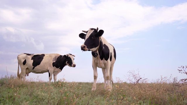 Dairy Cows Standing On  Meadow And Looking At  Camera. Cows Graze Pasture, 4k