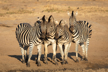 Fototapeta na wymiar Four zebra sisters posing for the camera in golden afternoon light in Kruger Park South Africa